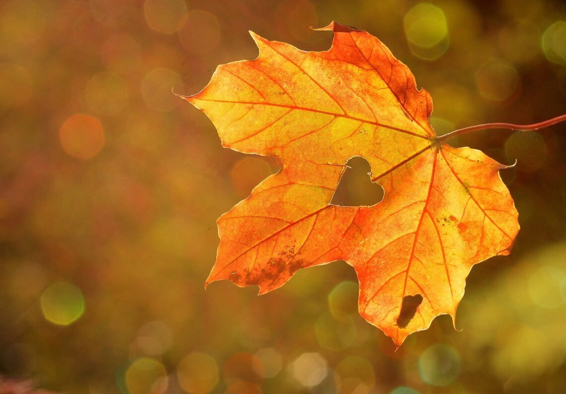 Leaves of Wisdom: Embracing Change and Renewal in September